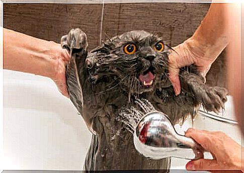 cat taking a bath