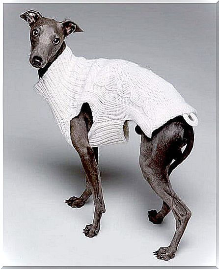 dog clothes