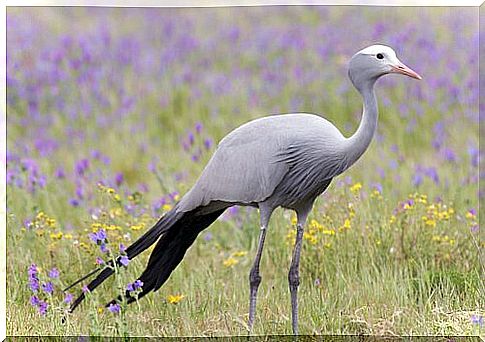 5 African national birds