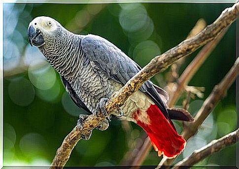 Gray parrot