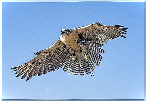 peregrine falcon