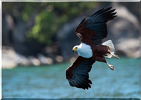 African fish eagle