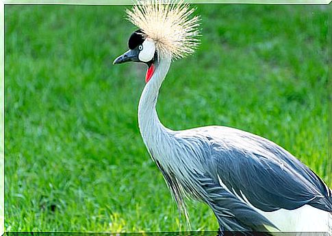 Eastern Crowned Crane