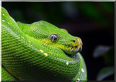 green python