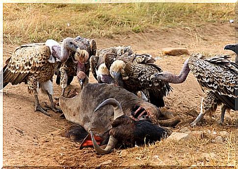 vultures devouring carrion