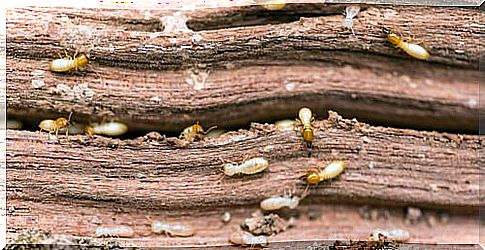 termites