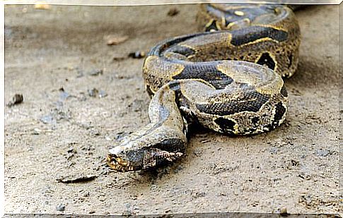 boa constrictor