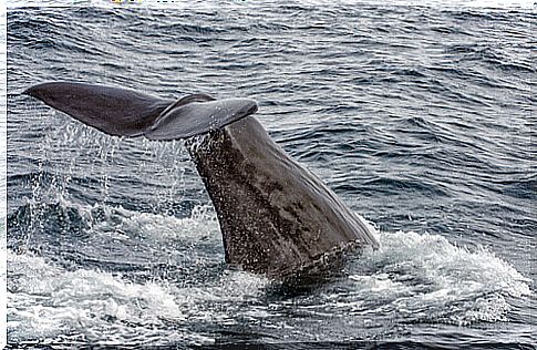 5 species of whales, the ocean giants