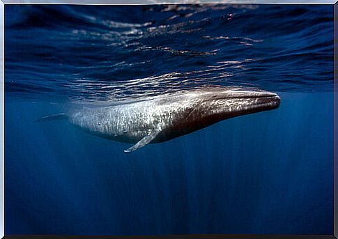 Blue Whale