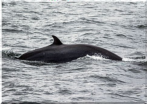 minke whale