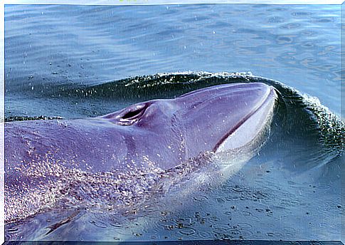 bryde whale