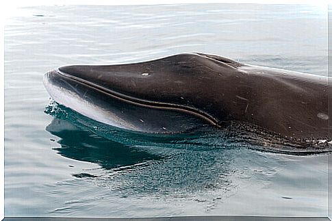 antarctic minke whale