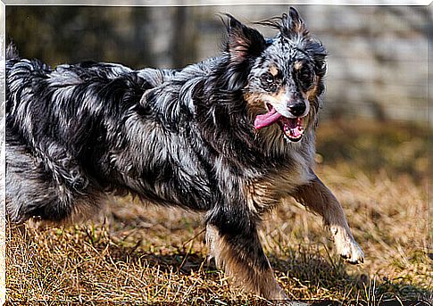 5 things dogs love to chase