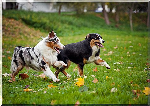 dogs like to chase