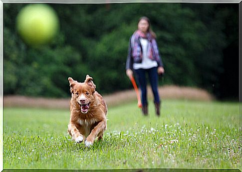 running dog2