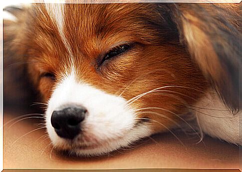 5 tips for your dog to sleep through the night