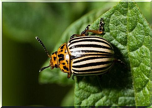 5 types of beetles: meet these beetles