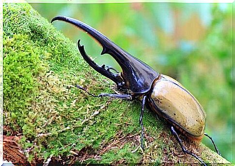 species of beetles: the rhinoceros beetle