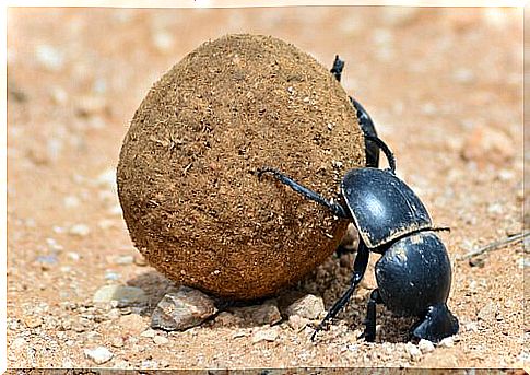 5 species of beetles: the baller beetle