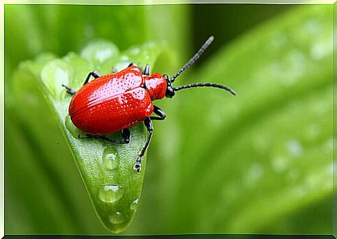 5 species of beetles: the lily leaf beetle