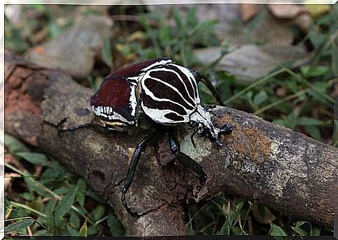 the goliath beetle