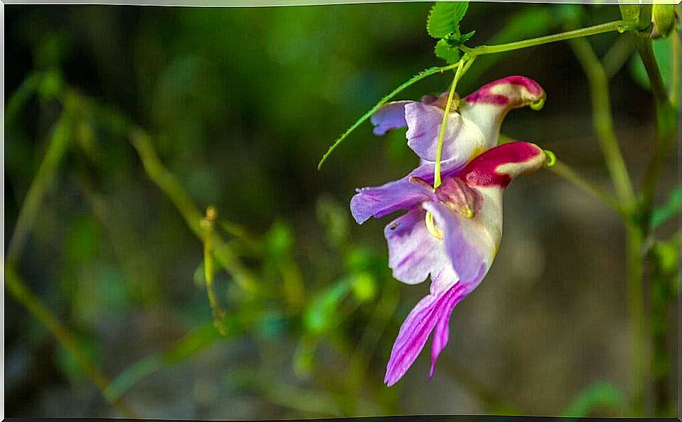 6 flowers that look like animals