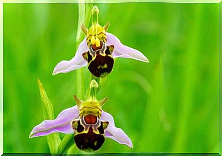 One of the flowers that look like animals.