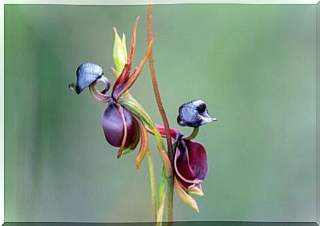 A flying duck orchid.