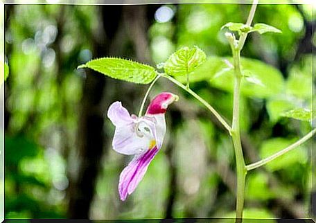 A parrot flower.