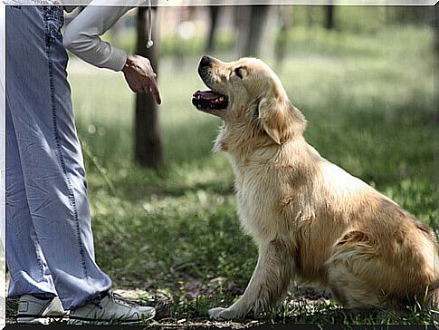 6 Common Mistakes When Training Your Dog