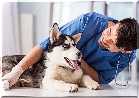 Siberian Husky at the veterinarian