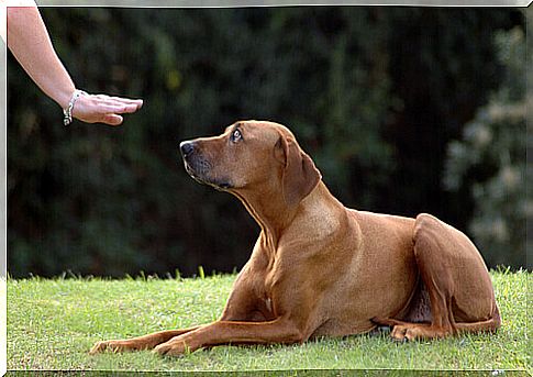 dog getting an order