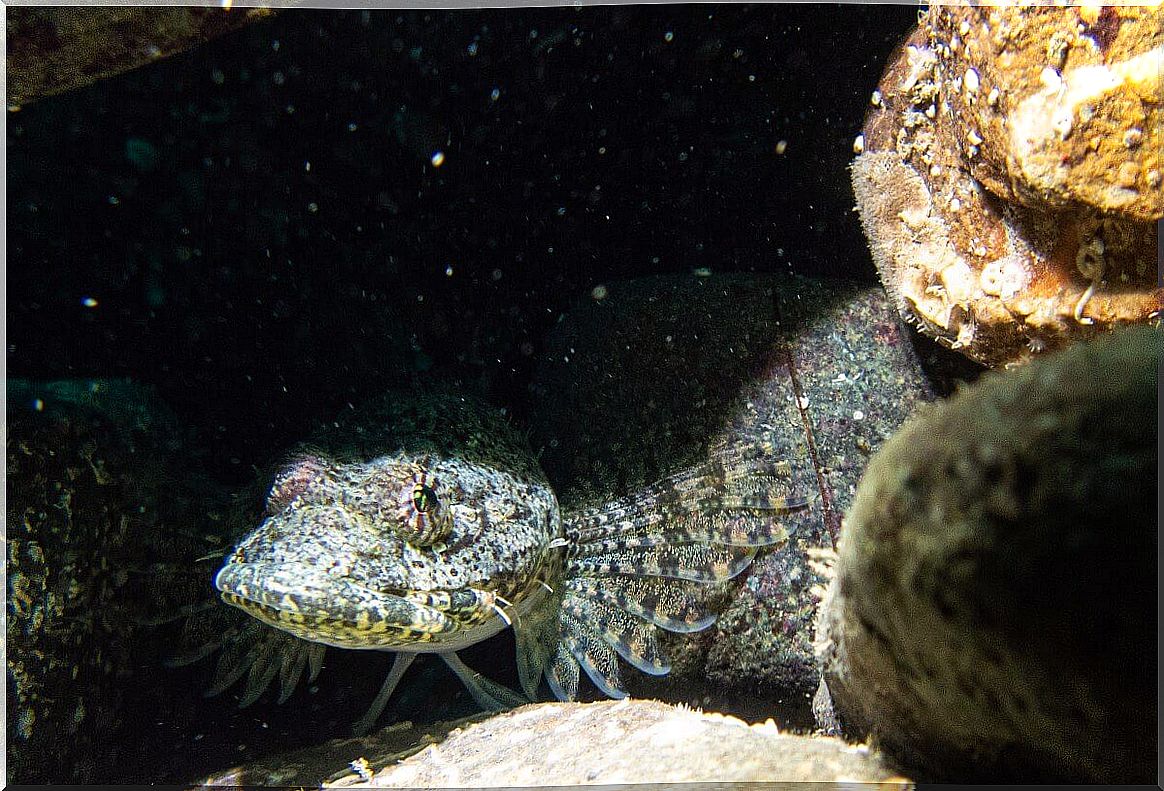 a fish in a cave