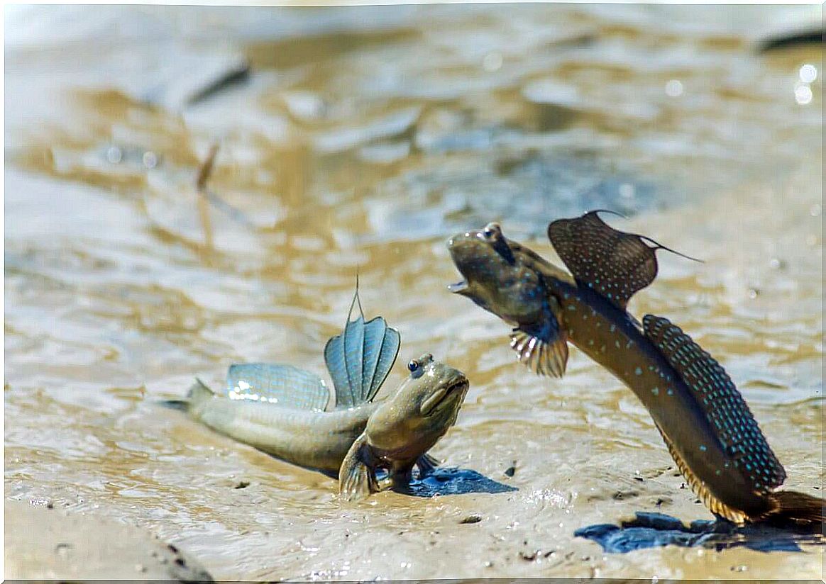 A fight between mud jumpers