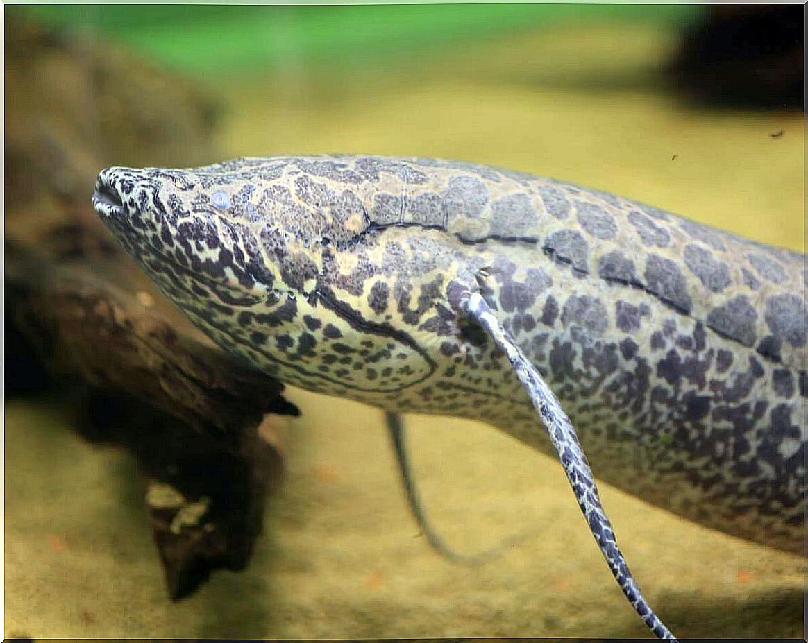 A lungfish that can breathe out of water.