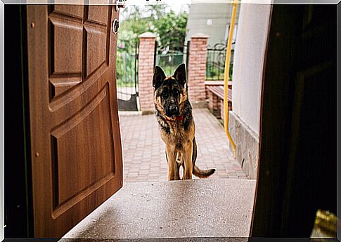 7 tips for owners whose pets misbehave with visitors