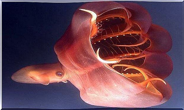 Hell Vampire Squid