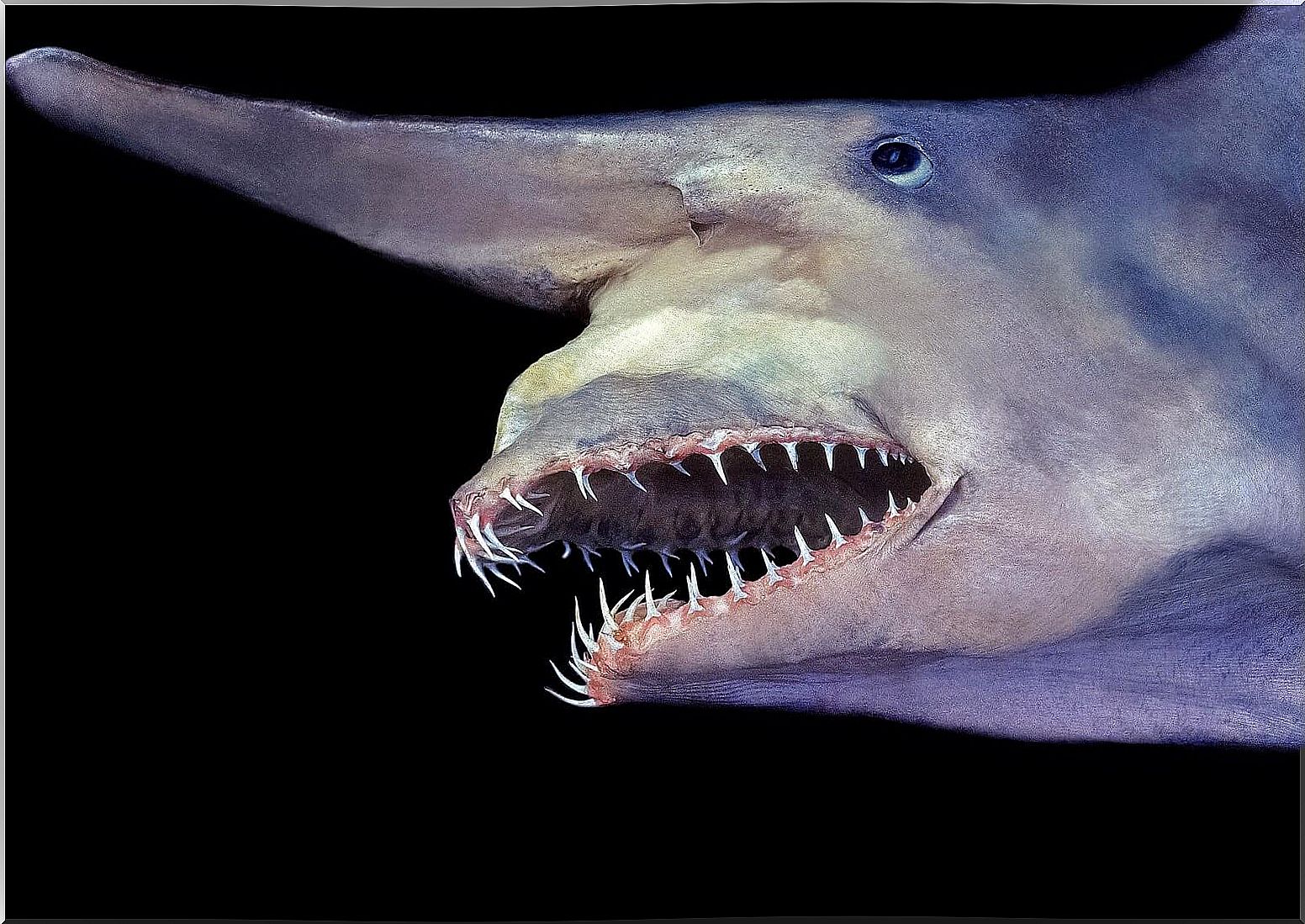 goblin shark