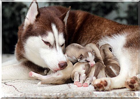 A bitch buried her cubs alive to save them.