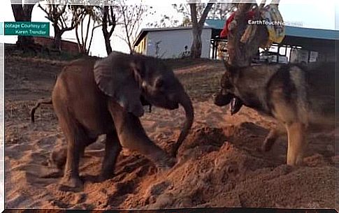 A German shepherd and a baby elephant, a friendship that goes beyond appearances