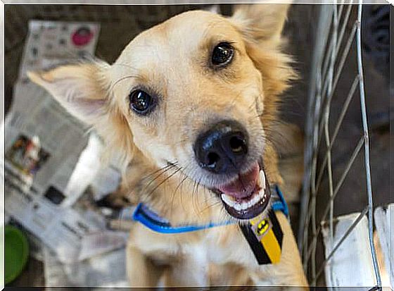 Dog in Mr. Alberto's Shelter