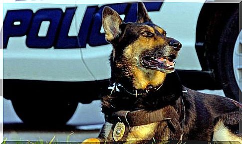 a police dog retires