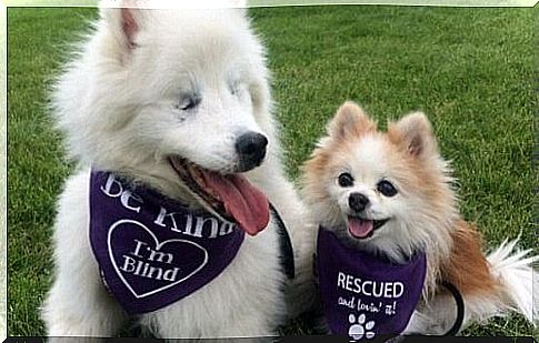 A precious friendship between Hoshi, a blind dog and his Zen guide dog