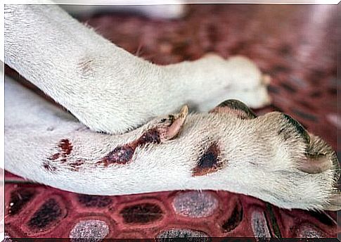 Acral dermatitis in dogs