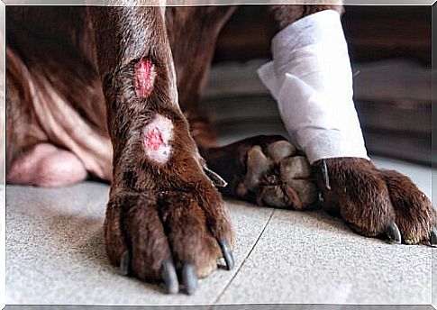 causes of acral dermatitis in dogs