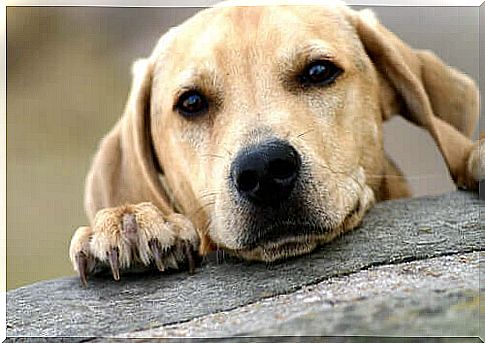 dog waiting to be adopted