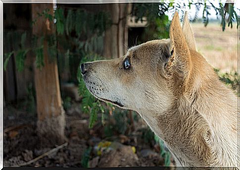 blind mutt dog