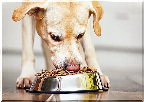 Advice for Dogs That Eat With Anxiety