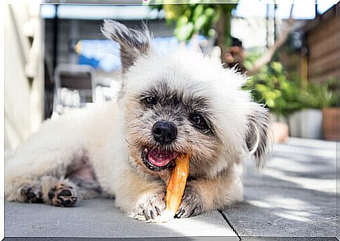 dog eating carrot