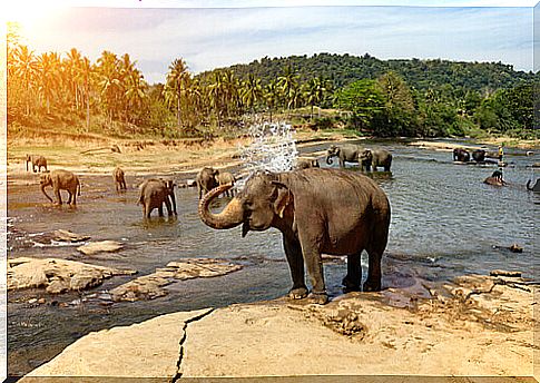 Elephants bathing in a river in nature